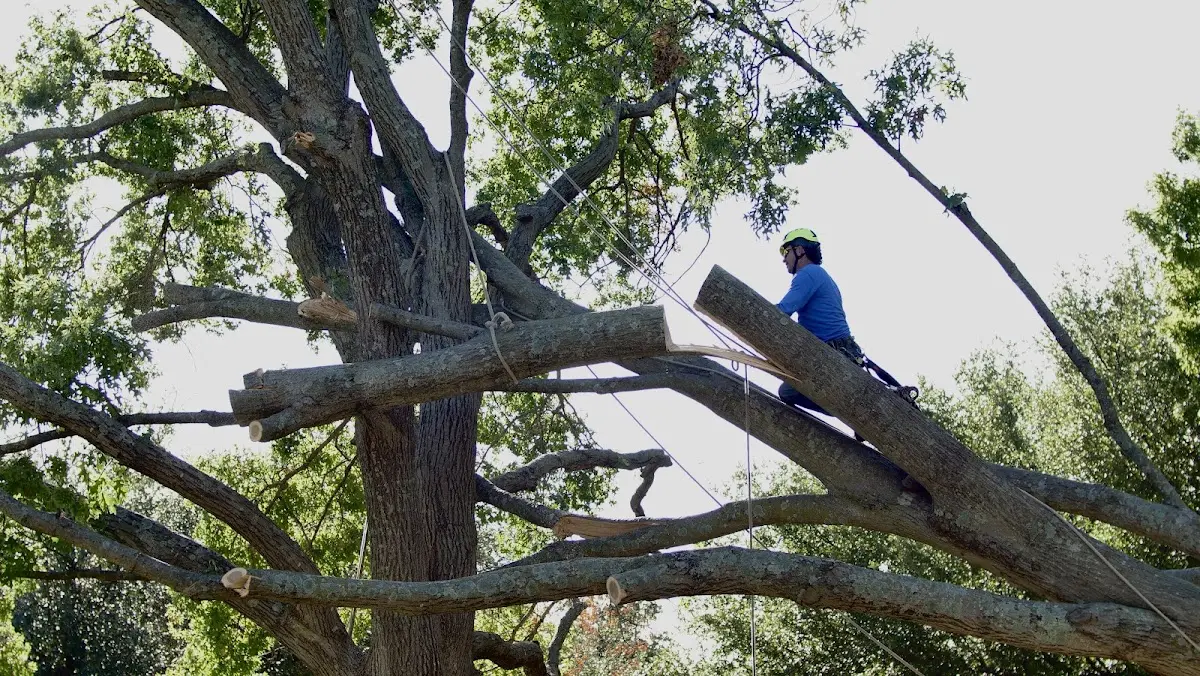 Professional Crown Thinning performed by certified arborists in Brooklin