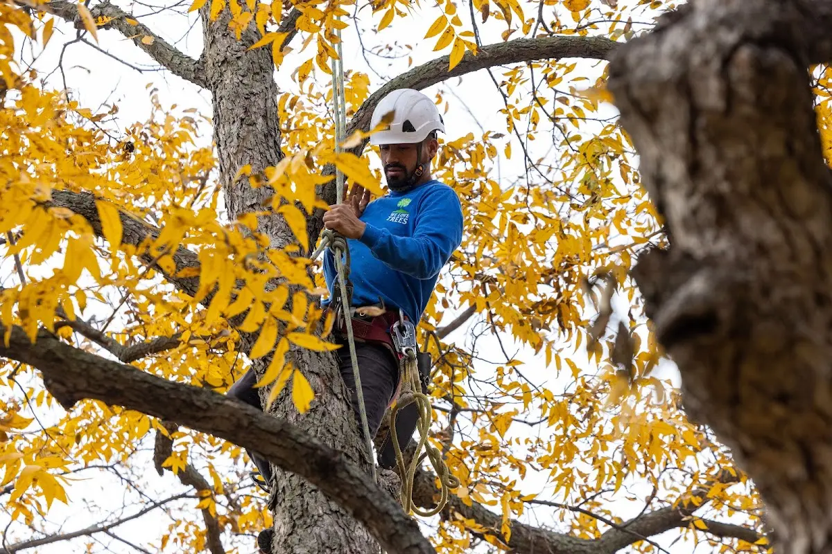 Skilled Tree Planing crew working in Brooklin